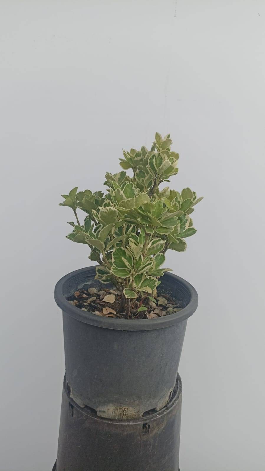 Euonymus Japonica Katy